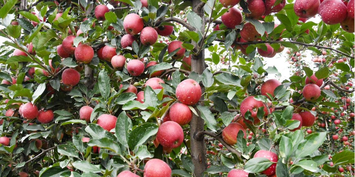 Apple demand hits decade-low