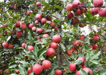 Apple demand hits decade-low