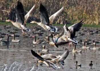 Kashmir wetlands welcome over 6 lakh migratory birds