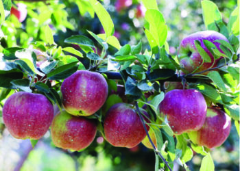 Apple growers squeezed by market, NH closure