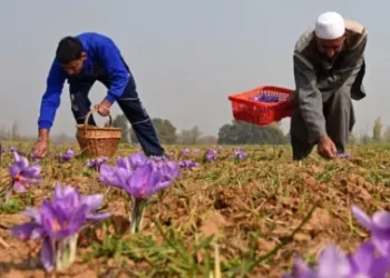 Saffron growers fear dwindling production
