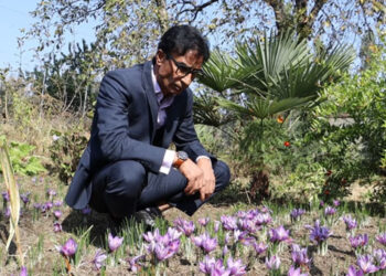 Kulgam scientist breaks belief that Saffron grows only in Pampore