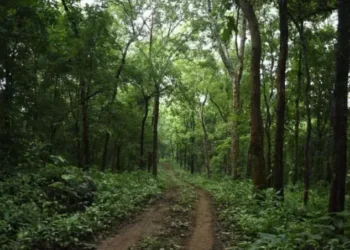 Over 19,500 Ha forest land encroached