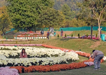 Chrysanthemum Garden at NMBG proud initiative of Floriculture Deptt