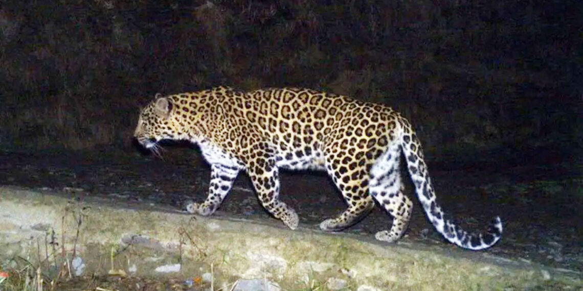 Minor killed in Bijbehara leopard attack