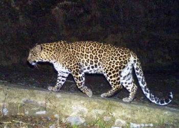 Minor killed in Bijbehara leopard attack