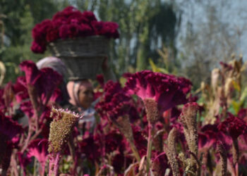 Pic: Jahangir Shah (KNO/KT)