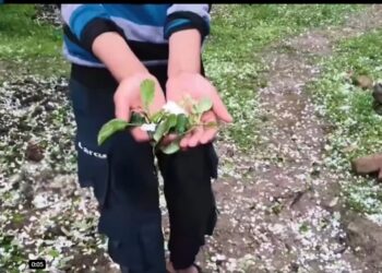 ‘Unseasonal rains, hailstorms cause Rs 209 cr crop damage across J&K’