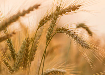 RWBCIS in pipeline: Govt