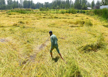 ’Sep floods caused over Rs 209 cr damage to horti, livestock in J&K’