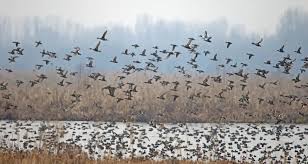 Dal, Nigeen wetlands vital for ecosystem