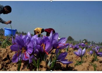 A family plucks saffron flowers at a field in Pampore