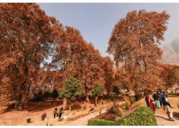 Autumn magic transforms Kashmir into golden paradise