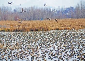 Hokarsar Wetland : DC Budgam reviews progress on demarcation