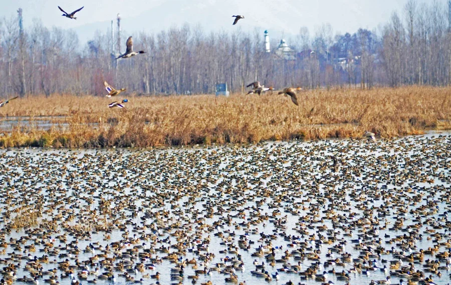 Hokarsar Wetland : DC Budgam reviews progress on demarcation
