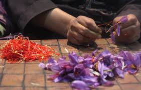 Historic low in outdoor saffron production: Growers