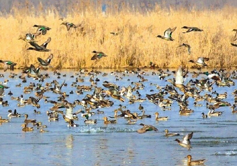 Kashmir wetlands welcome over a million migratory birds
