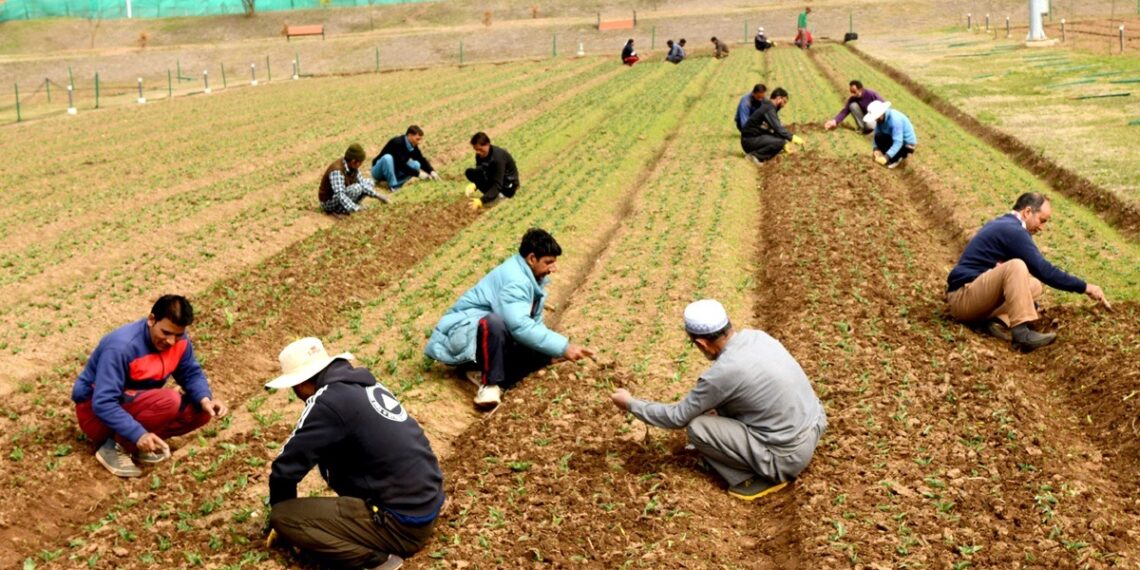 8 lakh Holland tulip bulbs being imported