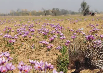 Saffron growers say porcupines inflicting ‘large-scale’ damage to corms