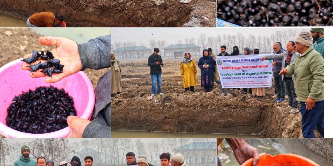 KVK Bandipora showcases scientific aquatic crop cultivation 
