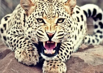 Leopard mauls 5-yr-old girl to death in Anantnag