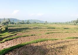 Kashmir’s shrinking farmland deepens dependence on external rice supplies