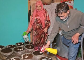 World Disability Day : Anantnag couple cultivates hope and mushrooms