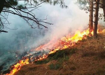 ‘Forest fires claim 438 Sq Km from Nov-23 to Jun-24’