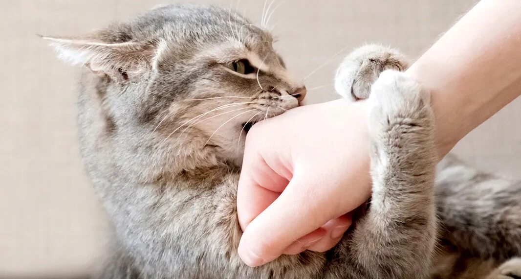 Over 6,500 cat bite cases reported at SMHS