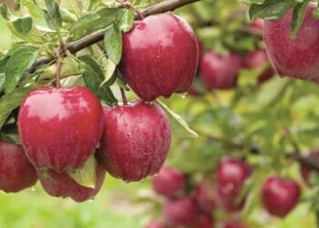 India-NZ FTA sparks apple price crash fears in Kashmir