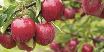 India-NZ FTA sparks apple price crash fears in Kashmir