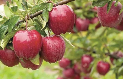 India-NZ FTA sparks apple price crash fears in Kashmir