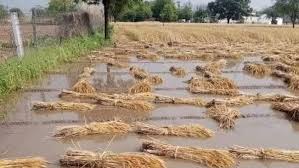‘Floods damage 0.78 lakh hectares of crops in J&K’