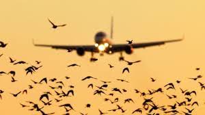 J&K to crack down on bird hazards near airports