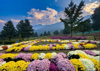 Floriculture Dept declares winners of Chrysanthemum Garden reel, photo contests