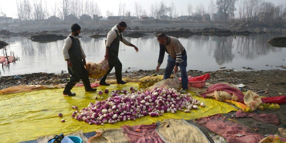Farmers cleaning turnip during carrot harvest season