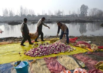 Farmers cleaning turnip during carrot harvest season