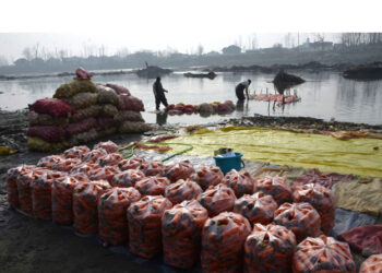 Kashmiri farmers washing and cleaning carrots along canal banks during carrot harvest season