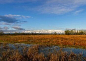Eco-tourism blooms at Shallabugh wetland