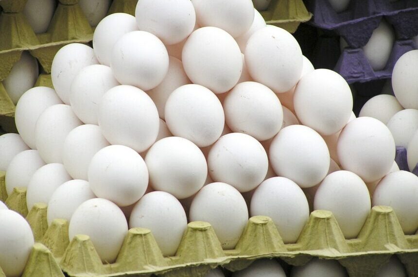 Tested egg samples in Srinagar meet FSSAI safety standards