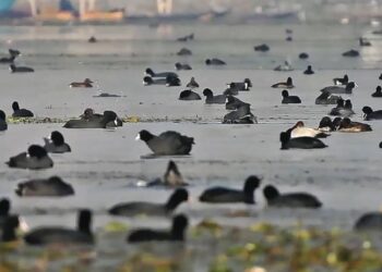 Wular Lake welcomes first-ever rare feathered visitors