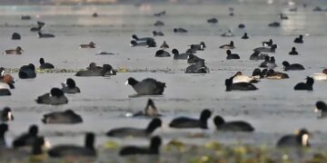 Wular Lake welcomes first-ever rare feathered visitors