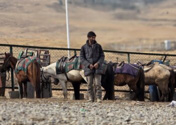 Kashmir livestock traders face harassment for 47 days, ‘Punjab government silent’