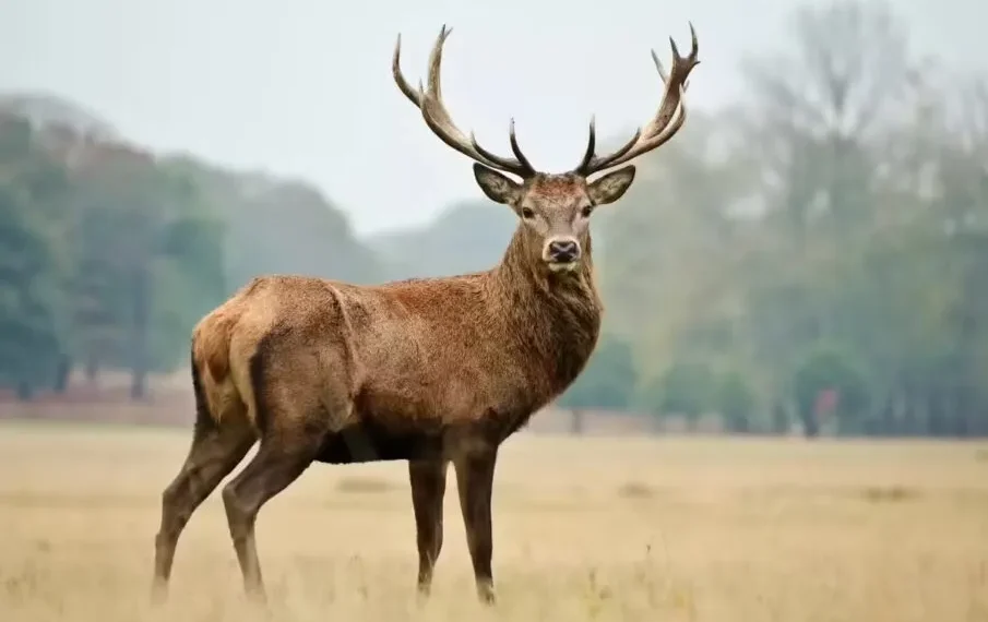 Kashmir’s endangered Hangul population rises to 323 at Tral breeding centre