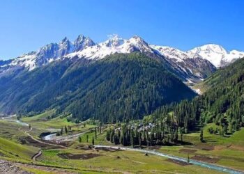 NGT gets brown bear protection update from SDA