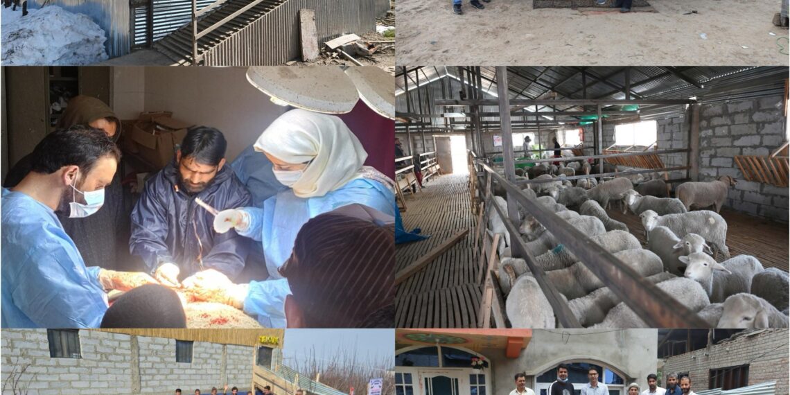 Sheep Husbandry Dept registers major gains in Shopian
