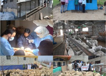 Sheep Husbandry Dept registers major gains in Shopian