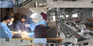 Sheep Husbandry Dept registers major gains in Shopian