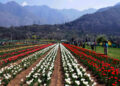 ‘Tulip garden likely to open by March 15’