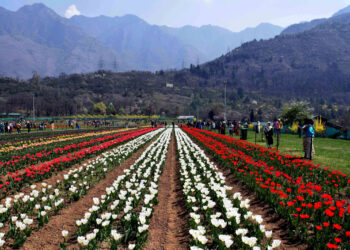 ‘Tulip garden likely to open by March 15’